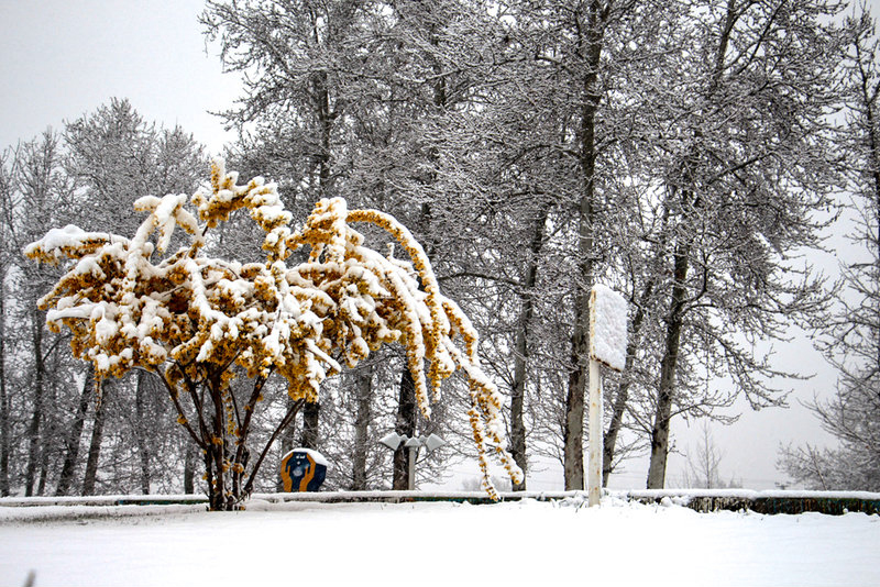 بارش برف در آستانه بهار - تبریز و ارومیه