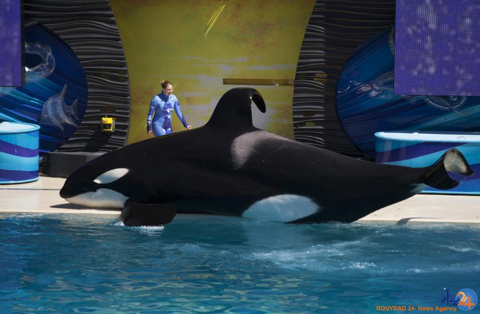 نمایش نهنگ های قاتل