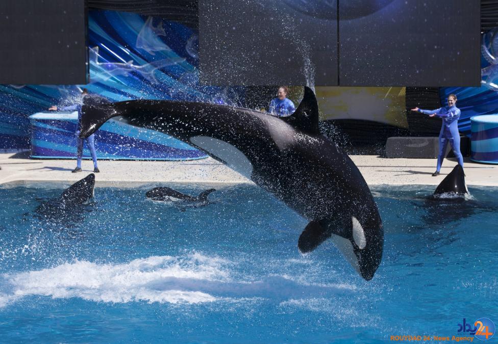 نمایش نهنگ های قاتل