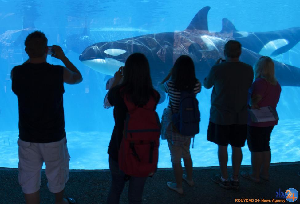 نمایش نهنگ های قاتل