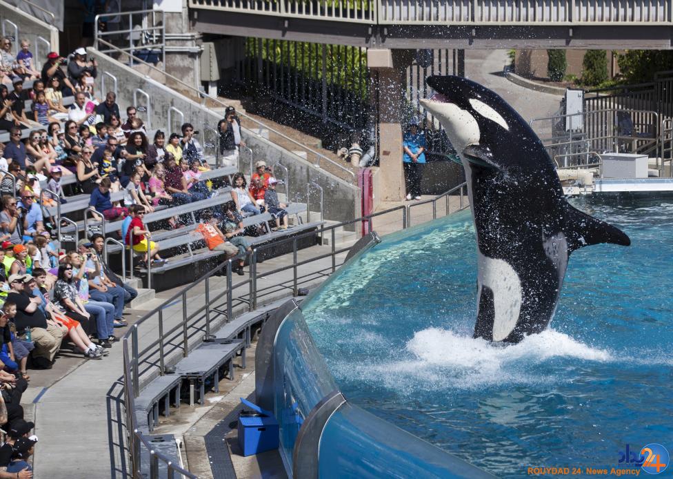 نمایش نهنگ های قاتل