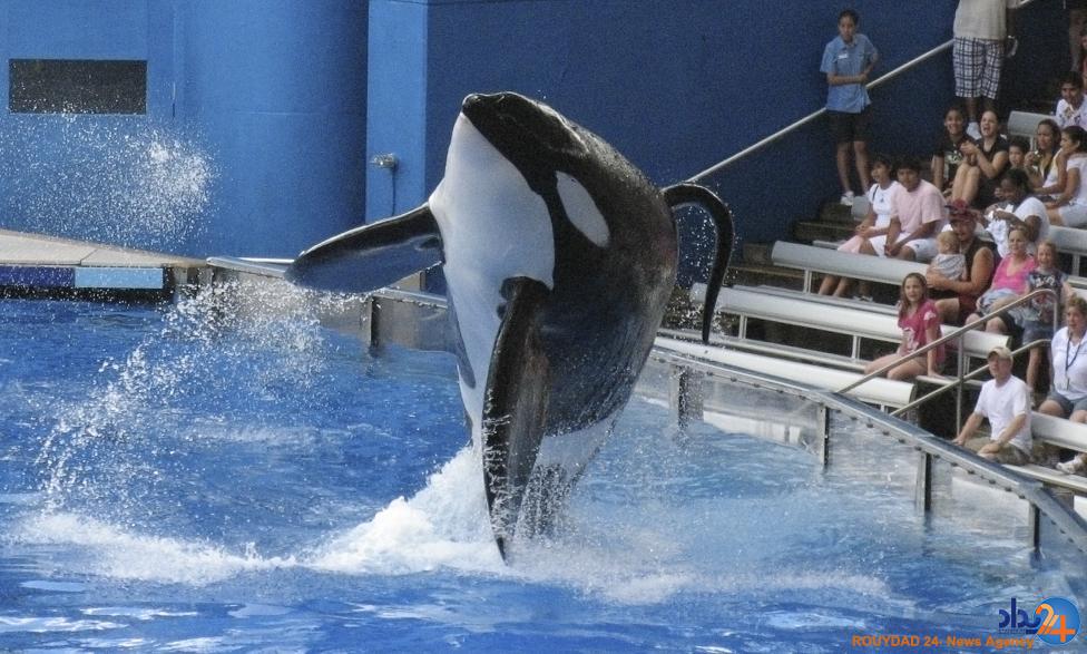 نمایش نهنگ های قاتل