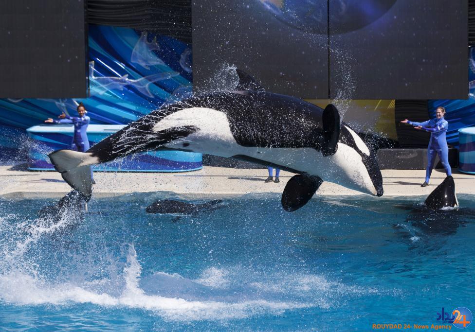 نمایش نهنگ های قاتل