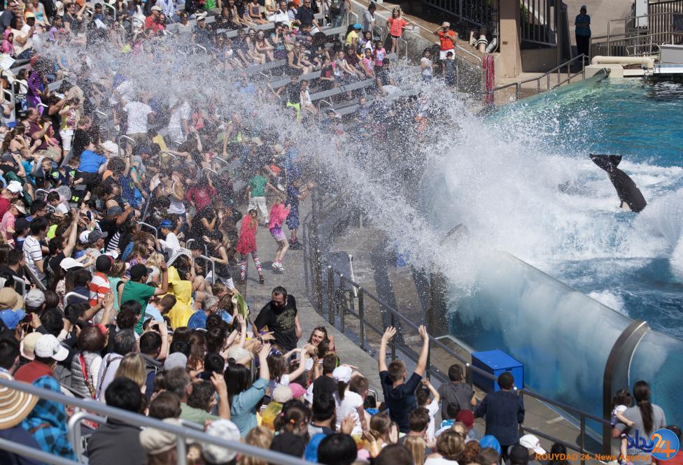 نمایش نهنگ های قاتل