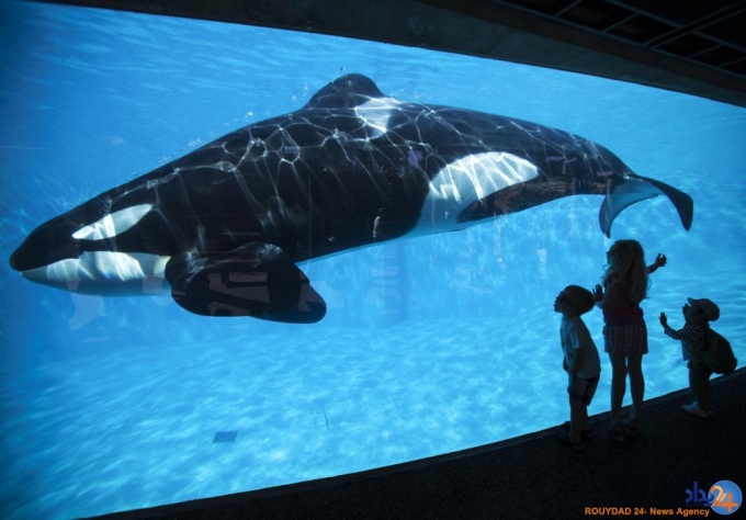 نمایش نهنگ های قاتل