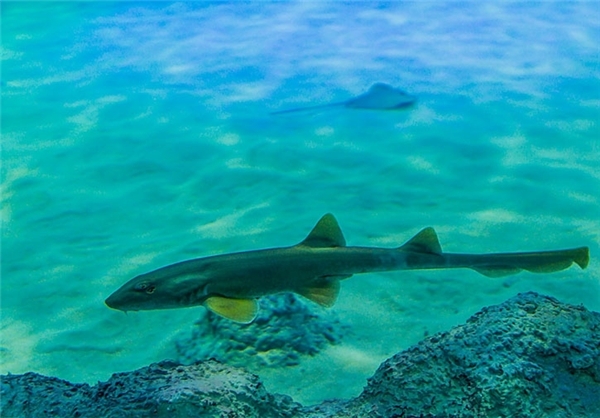 نخستین تونل آکواریوم کشور در اصفهان(تصاویر) نخستین تونل آکواریوم کشور در اصفهان(تصاویر)