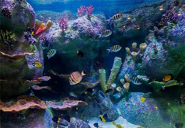 نخستین تونل آکواریوم کشور در اصفهان(تصاویر) نخستین تونل آکواریوم کشور در اصفهان(تصاویر)