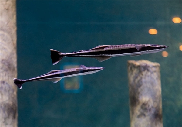 نخستین تونل آکواریوم کشور در اصفهان(تصاویر) نخستین تونل آکواریوم کشور در اصفهان(تصاویر)