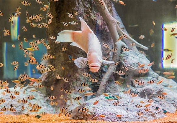 نخستین تونل آکواریوم کشور در اصفهان(تصاویر) نخستین تونل آکواریوم کشور در اصفهان(تصاویر)