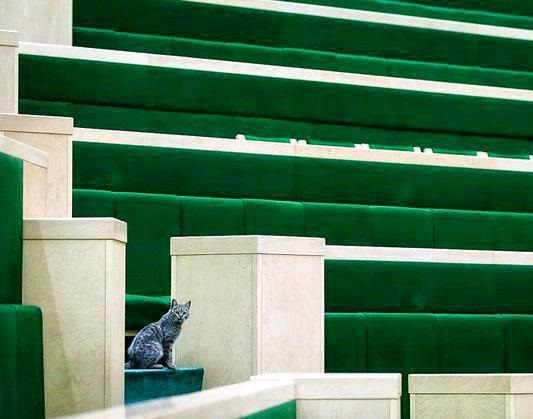 پای گربه به مجلس باز شد (تصویر)