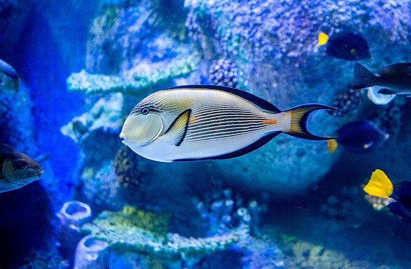 نخستین تونل آکواریوم کشور در اصفهان نخستین تونل آکواریوم کشور در اصفهان