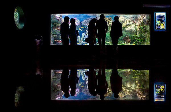 نخستین تونل آکواریوم کشور در اصفهان نخستین تونل آکواریوم کشور در اصفهان