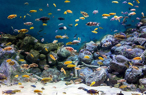 نخستین تونل آکواریوم کشور در اصفهان نخستین تونل آکواریوم کشور در اصفهان