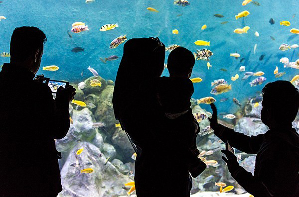 نخستین تونل آکواریوم کشور در اصفهان نخستین تونل آکواریوم کشور در اصفهان