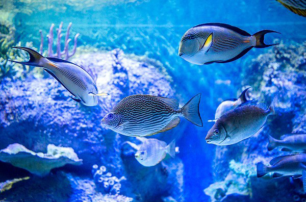 نخستین تونل آکواریوم کشور در اصفهان نخستین تونل آکواریوم کشور در اصفهان