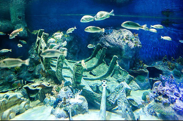 نخستین تونل آکواریوم کشور در اصفهان نخستین تونل آکواریوم کشور در اصفهان
