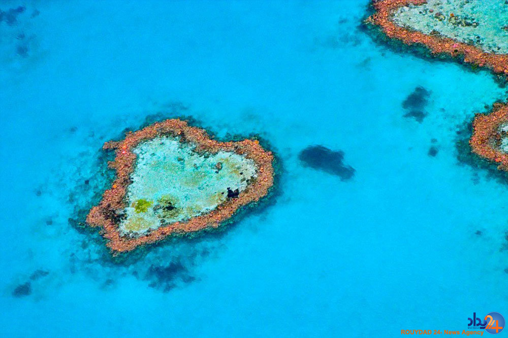 قلب های طبیعی