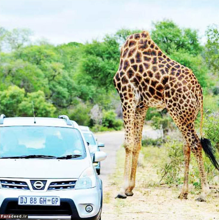 زرافه بیسر! (تصویر) زرافه بیسر! (تصویر)