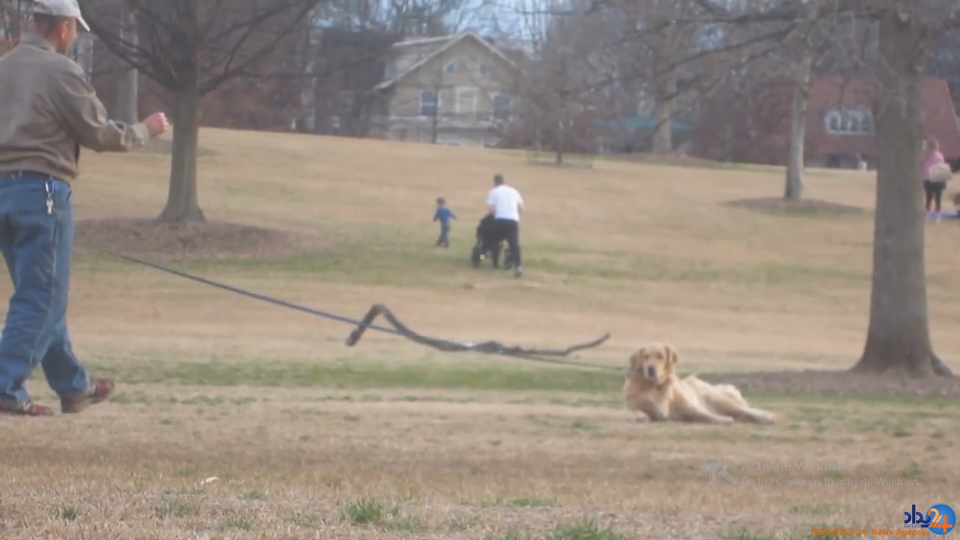 سگی که برای ماندن در پارک خود را به مردن زد (تصاویر و فیلم)