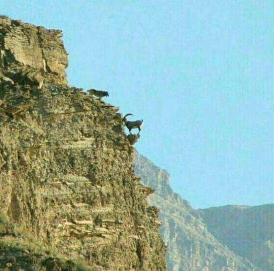 صحنه بی نظیر پناه گرفتن بز کوهی از چنگال گرگ (تصویر)