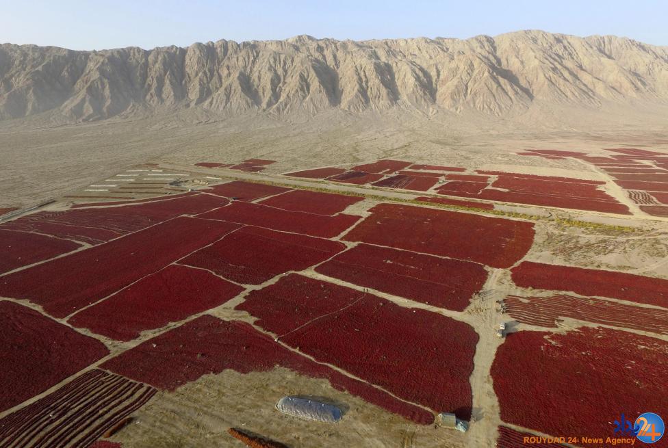 کارخانه های مواد غذایی در چین