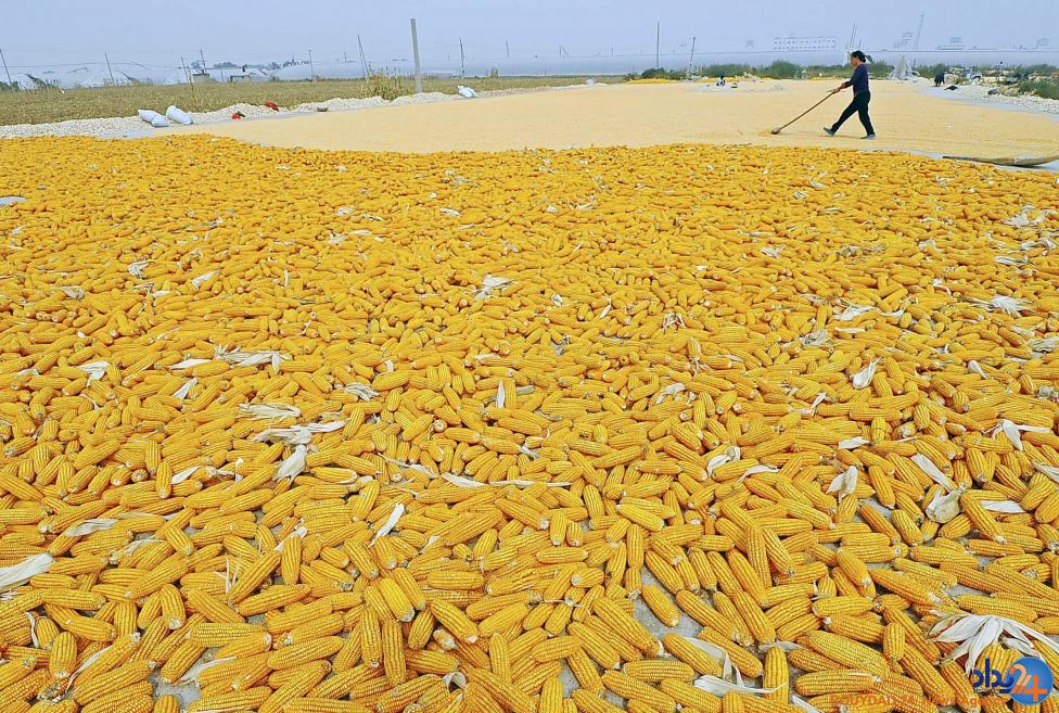 کارخانه های مواد غذایی در چین