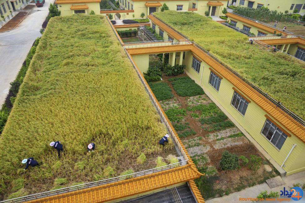 کارخانه های مواد غذایی در چین