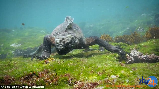 گودزیلای انساننما در سواحل گالاپاگوس (فیلم و تصاویر) گودزیلای انساننما در سواحل گالاپاگوس (فیلم و تصاویر)