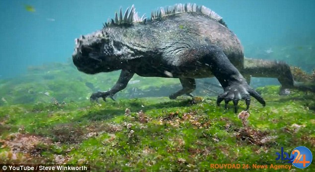 گودزیلای انساننما در سواحل گالاپاگوس (فیلم و تصاویر) گودزیلای انساننما در سواحل گالاپاگوس (فیلم و تصاویر)