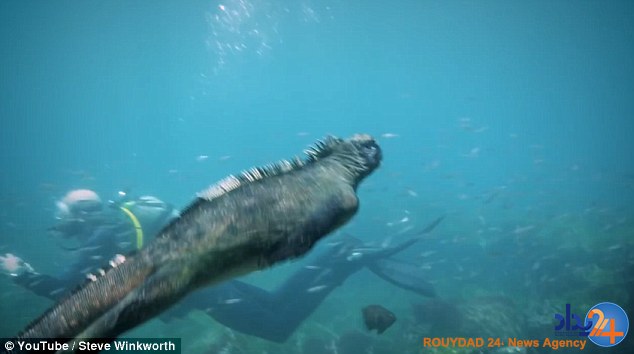گودزیلای انساننما در سواحل گالاپاگوس (فیلم و تصاویر) گودزیلای انساننما در سواحل گالاپاگوس (فیلم و تصاویر)