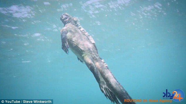 گودزیلای انساننما در سواحل گالاپاگوس (فیلم و تصاویر) گودزیلای انساننما در سواحل گالاپاگوس (فیلم و تصاویر)