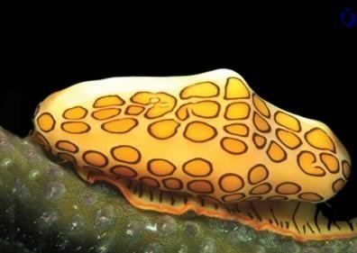 مخوف ترین موجود جهان به روایت تصاویر (تصویر)