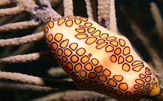 مخوف ترین موجود جهان به روایت تصاویر (تصویر)