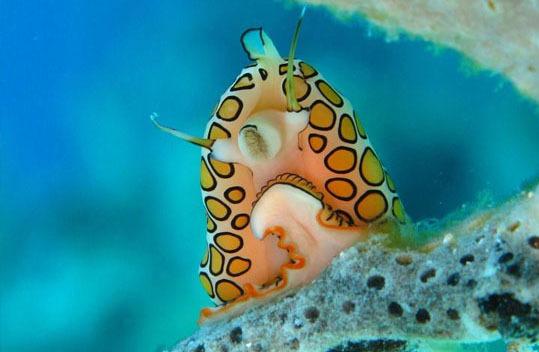 مخوف ترین موجود جهان به روایت تصاویر (تصویر)