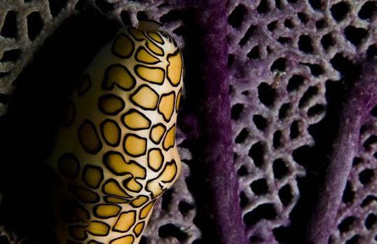 مخوف ترین موجود جهان به روایت تصاویر (تصویر)