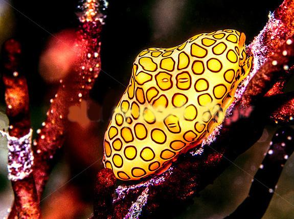 مخوف ترین موجود جهان به روایت تصاویر (تصویر)