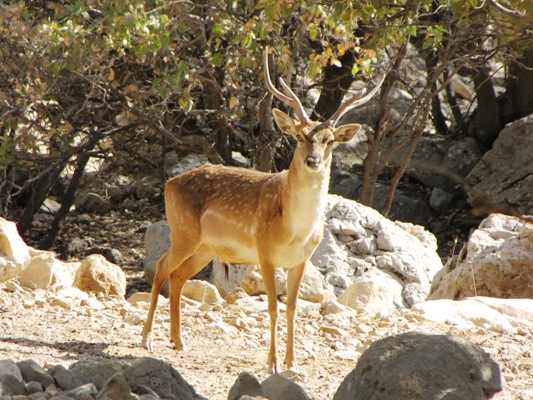 مرگ گوزن باردار به دلیل پرتاب سنگ در باغ وحش خرم آباد (تصاویر) مرگ گوزن باردار به دلیل پرتاب سنگ در باغ وحش خرم آباد (تصاویر)