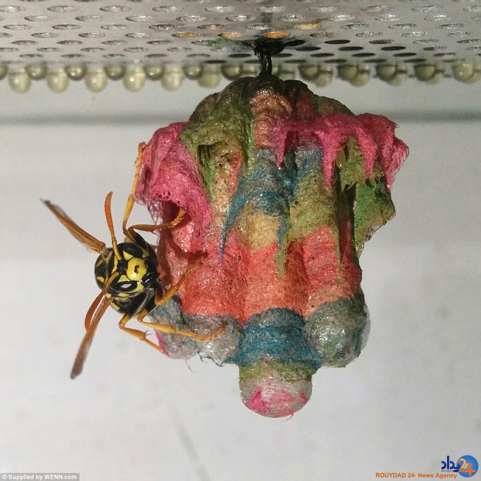 کندوسازی هفترنگ زنبورها (تصاویر) کندوسازی هفترنگ زنبورها (تصاویر)