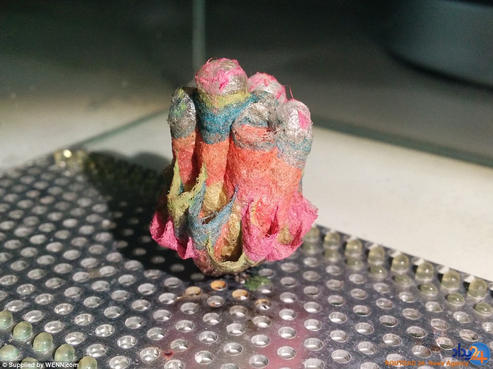 کندوسازی هفترنگ زنبورها (تصاویر) کندوسازی هفترنگ زنبورها (تصاویر)