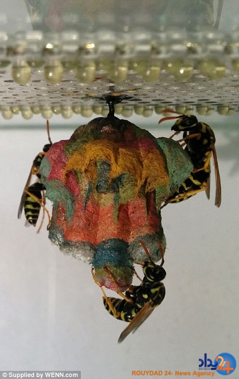 کندوسازی هفترنگ زنبورها (تصاویر) کندوسازی هفترنگ زنبورها (تصاویر)