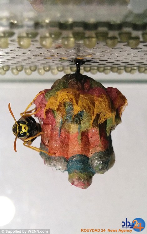 کندوسازی هفترنگ زنبورها (تصاویر) کندوسازی هفترنگ زنبورها (تصاویر)