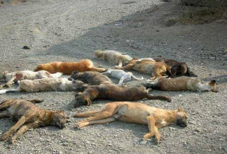 سگ‌کشی گسترده در تبریز! (تصویر)