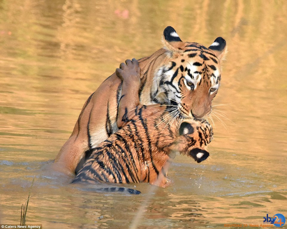 حمام زورکی توله ببر (تصاویر)