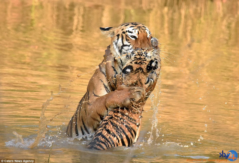 حمام زورکی توله ببر (تصاویر)