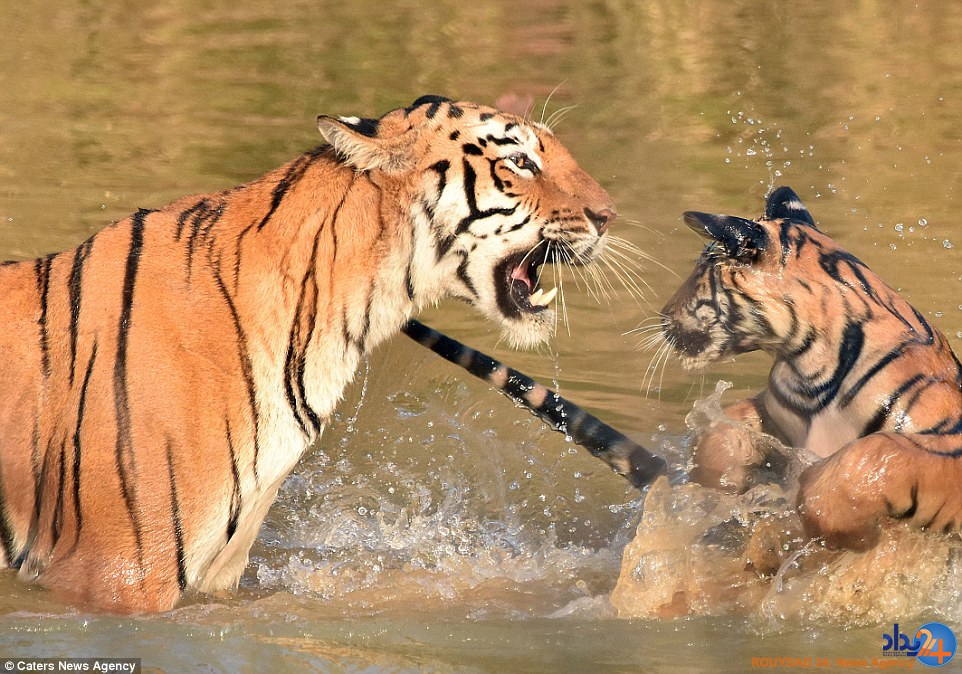 حمام زورکی توله ببر (تصاویر)