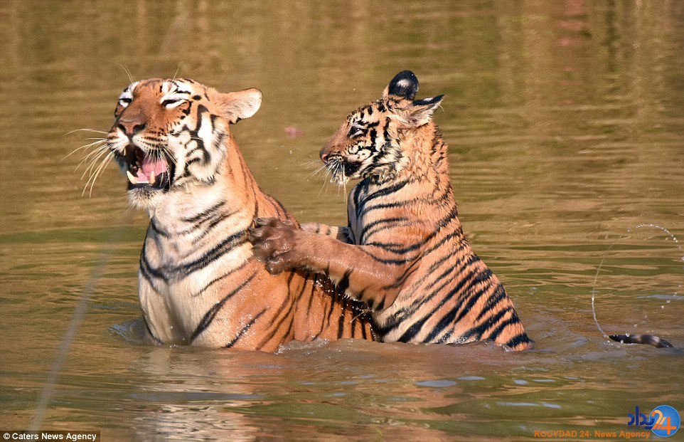 حمام زورکی توله ببر (تصاویر)