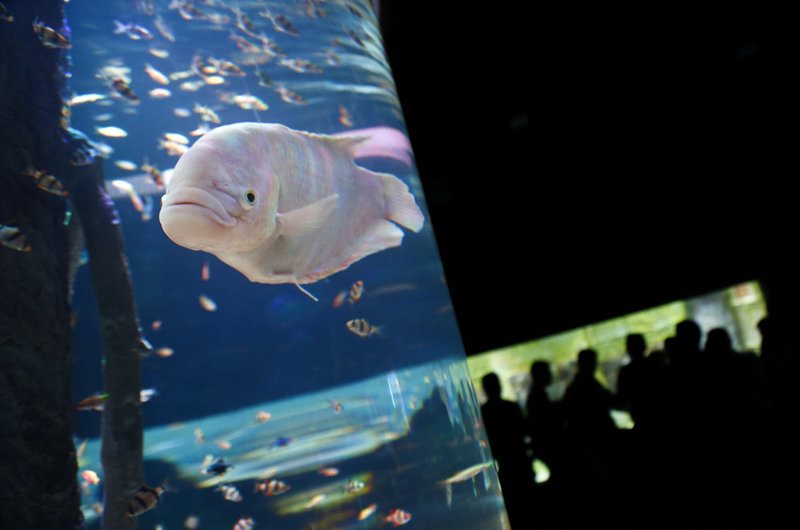 بازدید مسافران نوروزی از بزرگترین تونل آکواریوم ایران - اصفهان‎