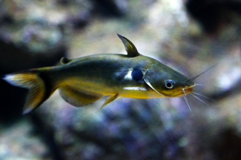 بازدید مسافران نوروزی از بزرگترین تونل آکواریوم ایران - اصفهان‎