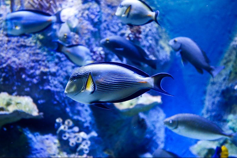 بازدید مسافران نوروزی از بزرگترین تونل آکواریوم ایران - اصفهان‎