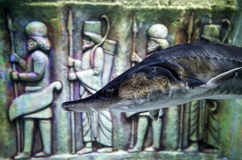 بازدید مسافران نوروزی از بزرگترین تونل آکواریوم ایران - اصفهان‎